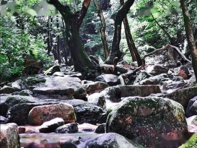 白孔雀救援